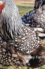 Silver Laced Wyandotte (12) 🐣 fertilized hatching eggs.Please read description.
