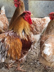 6 + Silver lace red Wyandotte Hatching eggs