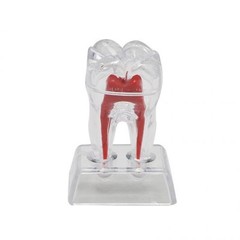 Dentist Dental Crystal Base Hard Plastic Teeth Tooth Molar Model Separable