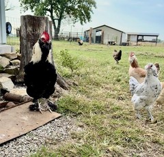 12+ Rainbow Chicken Hatching Assortment Ameraucana, Faverolles, Marans, EE / OE