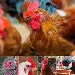 100pcs Pinless Chicken Peepers Pheasant Poultry Blinders Spectacles No Fight US