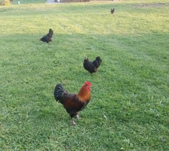 18+ French Black Copper Maran FBCM chicken fertile hatching eggs FAST SHIPPING!