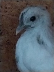 12 Fibro Easter Eggers