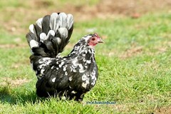 18+ Fertile Show Quality Serama Chicken Hatching Eggs