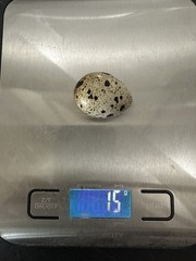 15 + Extra Hatching Quail Eggs – Fertile Wild Coturnix XXL Jumbo American White