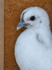 12 Fibro Easter Eggers