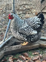 12 + 2 Silver Laced and Blue Laced Red Wyandotte Combo Hatching Eggs