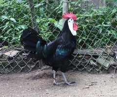 12 LF White Face Black Spanish Eggs Imported from Spain
