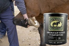 Bickmore American Venice Turpentine 16 oz Hoof Toughen Harden Sole Antiseptic