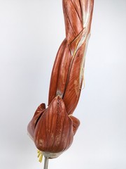 Vtg Anatomical Somso Muscle Arm Model with Shoulder Girdle (B)