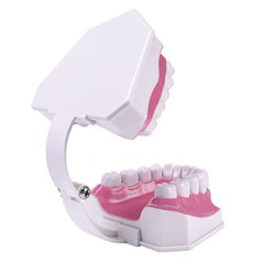 Dental Typodont Teeth Model with Braces Orthodontic Teaching Patient Demo Study