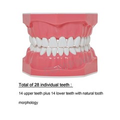 US 1:1 Typodont Teeth Model M7010-1 for Brushing Flossing Practice Teaching