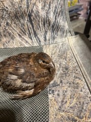 20+ Celadon Blue Quail Mix Jumbo Only Hatching Eggs, NPIP & PT Tested