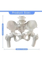 Movable Female Pelvis Model w/Elastic Two Movable Femur Heads and Joints, Lif…