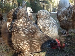 6 Chocolate Silver Laced Orpington Hatching Eggs Large Fowl