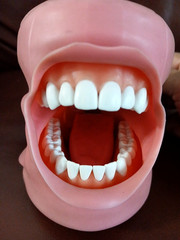 ModuPRO Dental Hygiene Plus MP-DH520_O ACADENTAL Typodont Dental Student Model