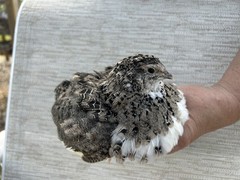 60++ Fertile Jumbo Multi Color Coturnix Quail Hatching Eggs