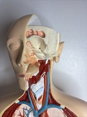 Denoyer-Geppert Body Torso Anatomical Model See Description