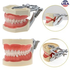 US Dental Overdenture/Implant/Orthodontic Typodont Ortho Training Teaching Model