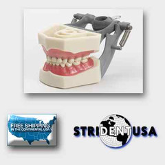 DENTAL TYPODONT PEDIATRIC 760 MODEL WITH REMOVABLE IVORINE TEETH