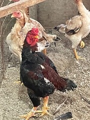 9 – KO SHAMO BANTAM EGGS VERY FRESH SUPERB QUALITY these will Ship 2day FedEx