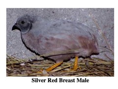 25 BUTTON QUAIL EGGS from 12+ vars ships 2 day FEDEX PLEASE READ Carton Packed