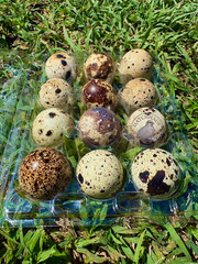 10+ JUMBOS RARE COLORS Coturnix Quail Hatching eggs – mixed variety