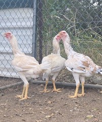 12+ Extremely Rare BLUE Real Indio Gigante Hatching Eggs RRA (((GUARANTEE)))