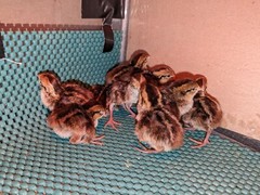 18+ Georgia Giant Bobwhite Quail Fertile Hatching Eggs (Colinus virginianus)NPIP