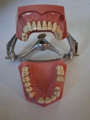 Vintage Columbia Dental Dentoform Typodont 1361 1362