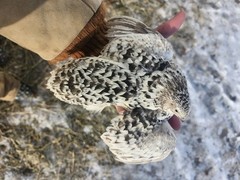 20 RARE Pansy & Sparkly 100% True Blue Celadon Coturnix Quail Hatching Eggs