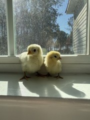 6++ Serama Chicken Hatching Eggs