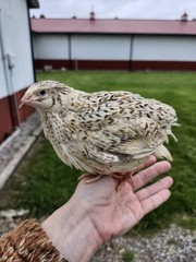 20 RARE Pansy & Sparkly 100% True Blue Celadon Coturnix Quail Hatching Eggs