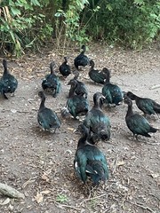 6 Fresh Muscovy duck eggs 3 Bronze 3 Black, for Hatching SHIPS 2 day FedEx