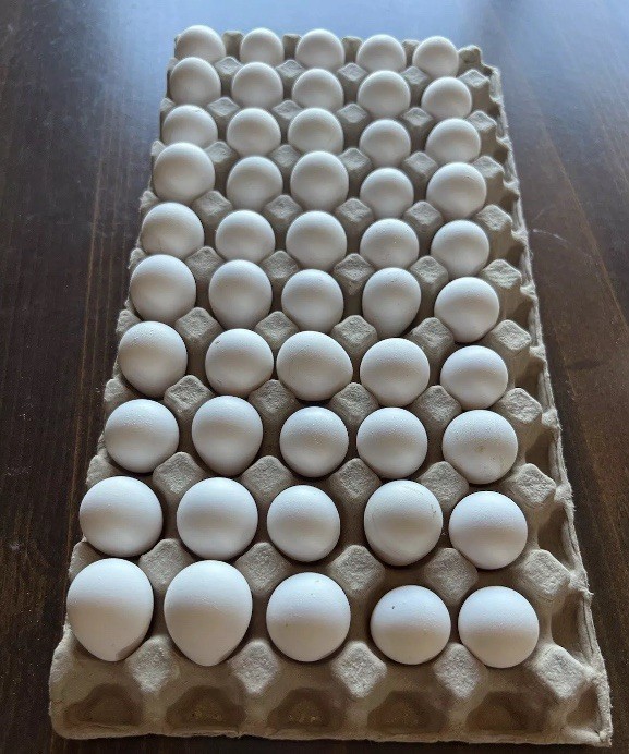 60+ Northern Bobwhite Quail Hatching Eggs! NPIP Certified- AI clean. $60.00