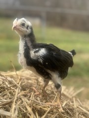 12 Hatching Eggs Giant Chicks Hybrid – Indio Gigante Dual Purpose Egg Layers