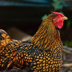 6 PUREBRED GOLD LACED WYANDOTTE Organic, Free Range Hatching EGGS.