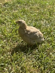30+ RARE Celadon Coturnix Quail Hatching Eggs NPIP AI Free