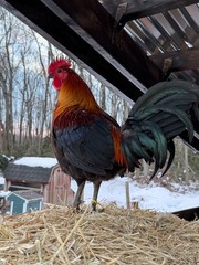8 + Mug, Pumpkin, Blue, Black, RQ cross chicken hatching eggs