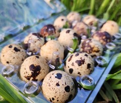 10+ Extras**RARE COLORS** COTURNIX QUAIL HATCHING EGGS