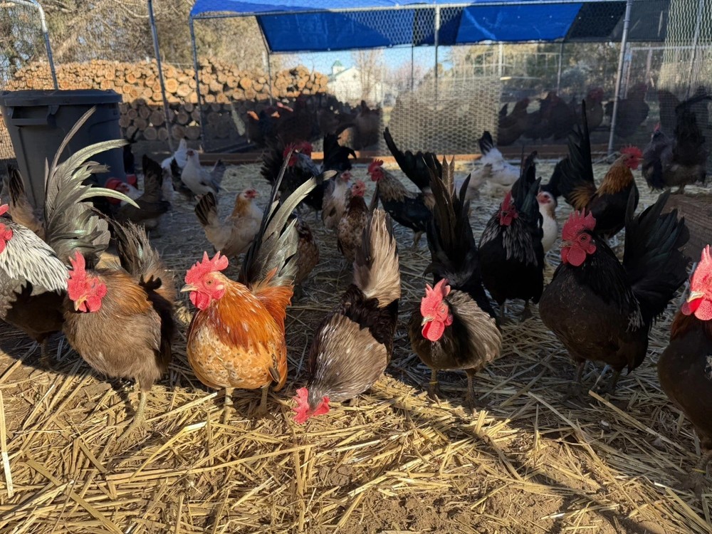 10+ Fertile Serama Chicken Hatching Eggs NPIP/AI/PT Clean Secure Foam Packaging