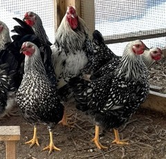8+ Silver Laced Wyandotte PURE- Fertile Hatching Eggs!