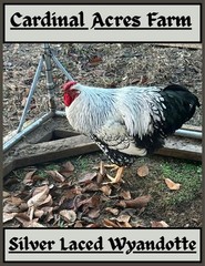 12 + 2 Silver Laced Wyandotte Fertile Hatching Eggs