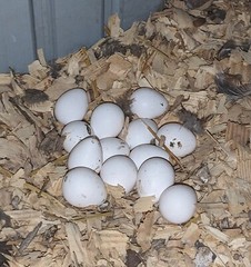 18+ Georgia Giant Bobwhite Quail Fertile Hatching Eggs (Colinus virginianus)NPIP