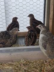 54 Eggs,Live Quail Chicks Mixed Colors – Quail Poultry Type, Live Bird,