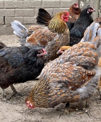 12 BYM Chicken Hatching Eggs Ameraucana Orpington Wyandotte Maran Cochin Brahma