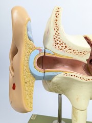 Vtg Somso DS5 Ear Anatomical Model