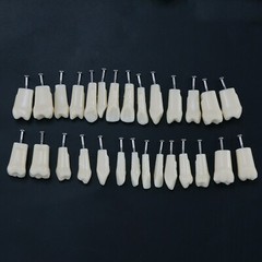 Dental Typodont Replacement Screw-in Teeth Model fit Kilgore NISSIN 200/500 Type