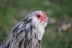 10+ Bantam Splash Ameraucana Fertile Hatching Eggs