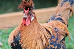 10+ Gold Appenzeller Chicken Hatching Eggs